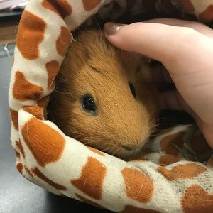 Meet your Posher, Linda